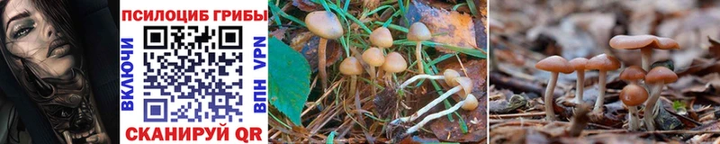 как найти наркотики  Байкальск  Галлюциногенные грибы GOLDEN TEACHER 